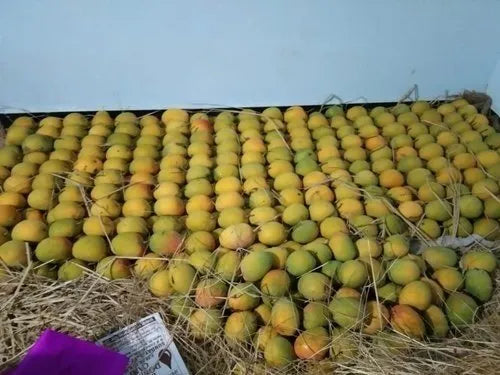 देवगड हापूस (अस्सल रत्नागिरी/देवगड हापूस) - 1 DZ (Count -12)